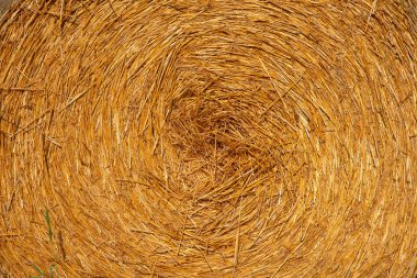 Sunny Evening Sunset 'te hasat sonrası saman balyaları. Altın saman dokusu arkaplanı, kapat