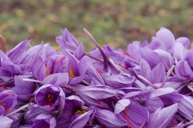 Safran çiçekleri koleksiyonu. Crocus sativus, yaygın olarak 