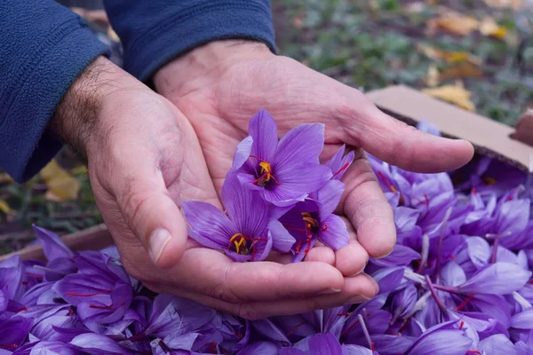 Safran çiçekleri koleksiyonu. Crocus sativus, yaygın olarak 