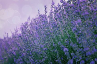 Eflatun çiçeklerinin dalları ile güzel bir arka plan menekşe tonlarının gölgesi ve bokeh