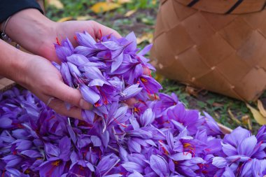 Topladıktan sonra safran çiçekleri toplayın. Crocus sativus, yaygın olarak 