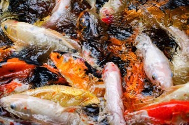 Bahçede gölet güzel koi balık