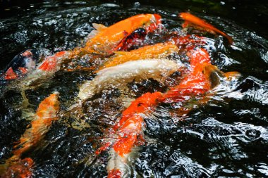 Bahçede gölet güzel koi balık