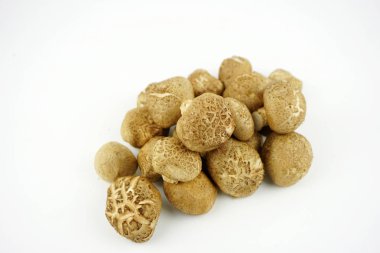 Taze Shiitake Mantar izole beyaz arka plan. (Lentinula edodes)