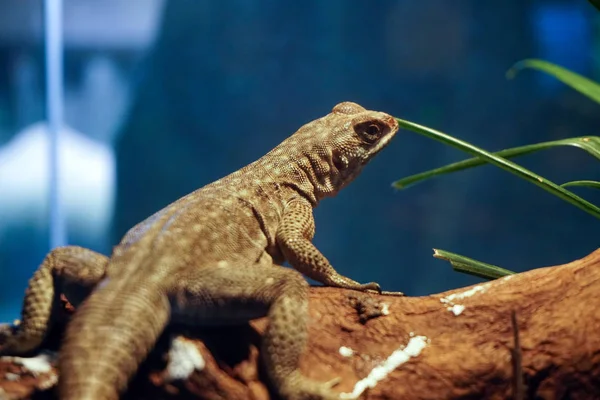 Closeup Madagaskar mavi iguana (Oplurus fierensis). Seçici odaklama