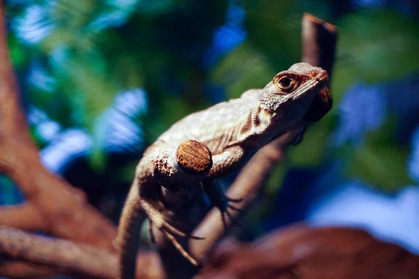 Closeup Madagaskar mavi iguana (Oplurus fierensis). Seçici odaklama