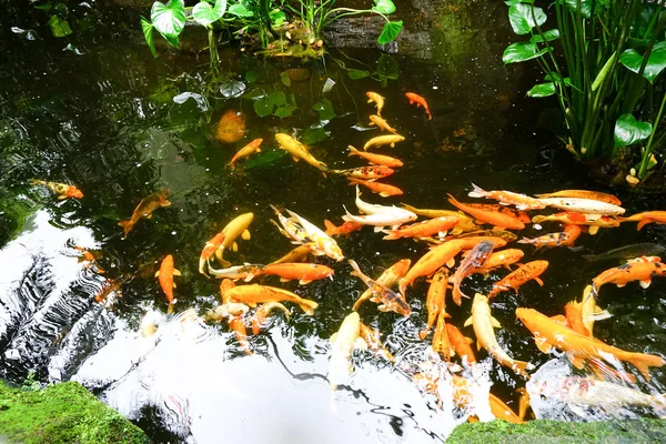 花园里池塘里美丽的锦鲤鱼 — 图库照片