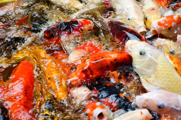 Bahçede gölet güzel koi balık