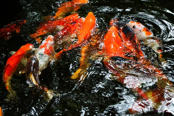 花园里池塘里美丽的锦鲤鱼 — 图库照片