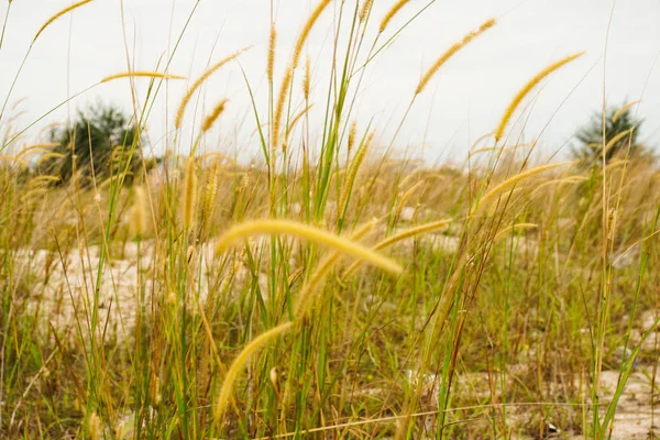 Imperata Cylindrica Beauv Cogon Hierba Hierba Pluma Dokyakha Lalang Flores — Foto de Stock