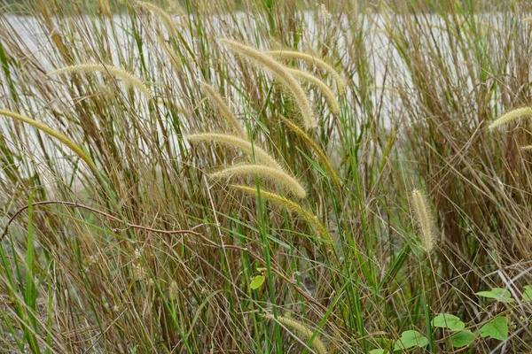 Imperata Cylindrica Beauv Oder Cogon Gras Aus Federgras Oder Dokyakha — Stockfoto