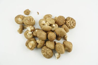 Taze Shiitake Mantar izole beyaz arka plan. Seçici Odak. (Lentinula edodes)