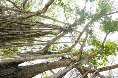 Tropik orman kökleri bir ağaçtan köprü üzerinde asılı