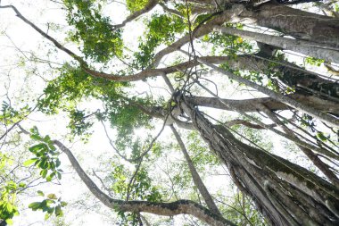 Tropik orman kökleri bir ağaçtan köprü üzerinde asılı