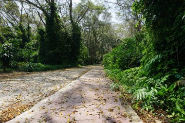 ormanda yürüyüş yolu 