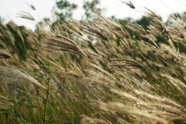 Deniz Otu rüzgarla eserek esetti. Parlak mavi gökyüzü üzerinde Dramatik Bahar sezonu sahnesi. Çiviler rüzgara yaslanıyor. pozlama kavramı altında