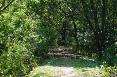 tropikal orman içinde orman yürüyüş yolu.
