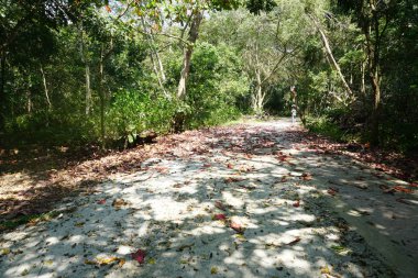 tropikal orman içinde orman yürüyüş yolu.