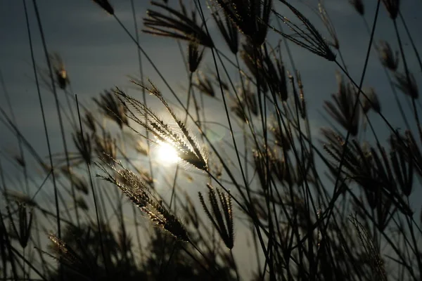 Deniz Otu rüzgarla eserek esetti. Parlak mavi gökyüzü üzerinde Dramatik Bahar sezonu sahnesi. Çiviler rüzgara yaslanıyor. pozlama kavramı altında 