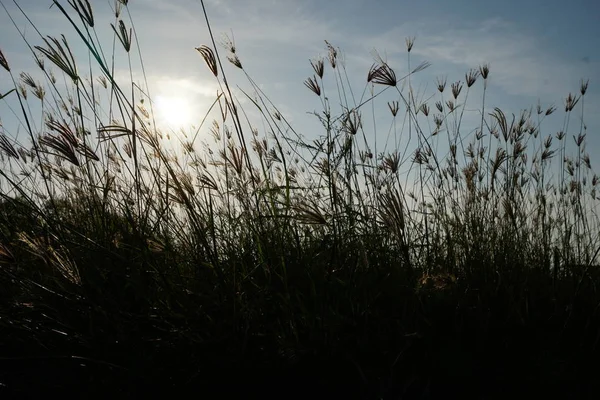 Deniz Otu rüzgarla eserek esetti. Parlak mavi gökyüzü üzerinde Dramatik Bahar sezonu sahnesi. Çiviler rüzgara yaslanıyor. pozlama kavramı altında 