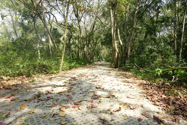 forest walking path inside tropical jungle.