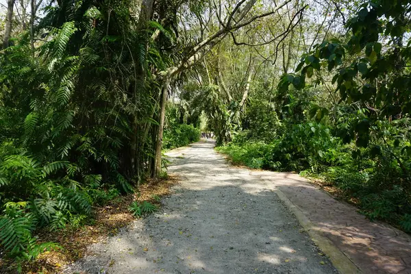 tropikal orman içinde orman yürüyüş yolu.