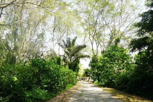 Boswandelweg Binnen Tropisch Oerwoud — Stockfoto