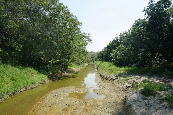 Bir orman manzarası içinde nehir. Drough sırasında neredeyse kuru kanla