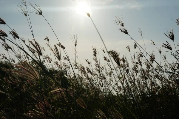 Sea Grass Blown Wind Dramatic Spring Season Scene Bright Blue — Stock Photo, Image