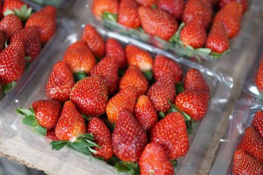 Cameron Highlands, Pahang Malezya'daki çiftlikte satışa sunulan taze hasat edilen organik çilekler