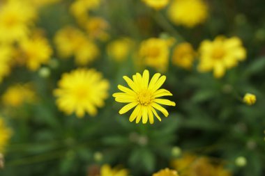 Thymophyllia, sarı çiçekler, doğal yaz arka plan, bulanık görüntü, seçici odak. Güzel sarı çiçekler ile Bahar arka plan. 