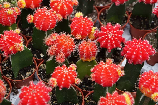 Yerel Pazarda Satılık kaktüs renkli farklı türleri. Seçici Odak