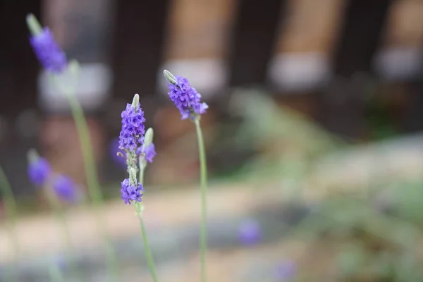 Bulanıklık arka plan üzerinde Lavanta çiçek kapatın. Seçici odaklama