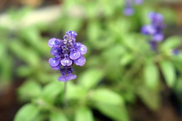 Bulanıklık arka plan üzerinde Lavanta çiçek kapatın. Seçici odaklama