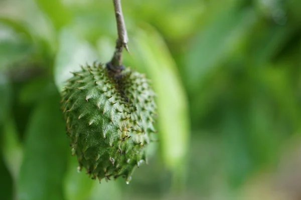 Soursop / guanabana / graviola egzotik meyve ağaçtan asılı - büyüyen ve kendi gıda, kendi kendine sürdürülebilirlik, kırsal ülke yaşam hasat
