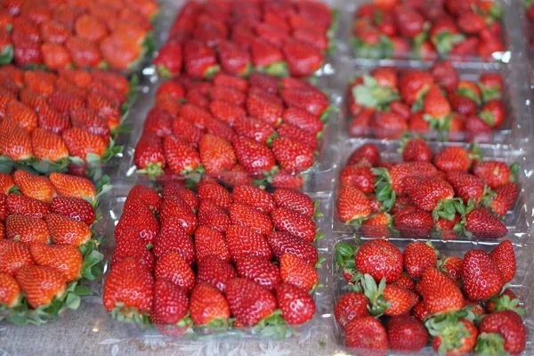 Olgun kırmızı taze topmuş çilek küçük kutular Yerel pazar standı satışa hazır. Seçici Odak