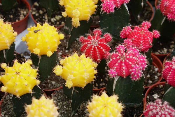 Yerel Pazarda Satılık kaktüs renkli farklı türleri. Seçici Odak