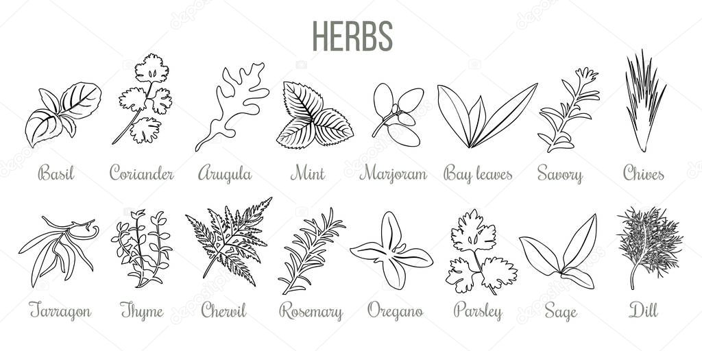 Set of popular culinary herbs. realistic style. icon outline sketch Basil, coriander, mint, rosemary, basil, sage, thyme, parsley silhouette