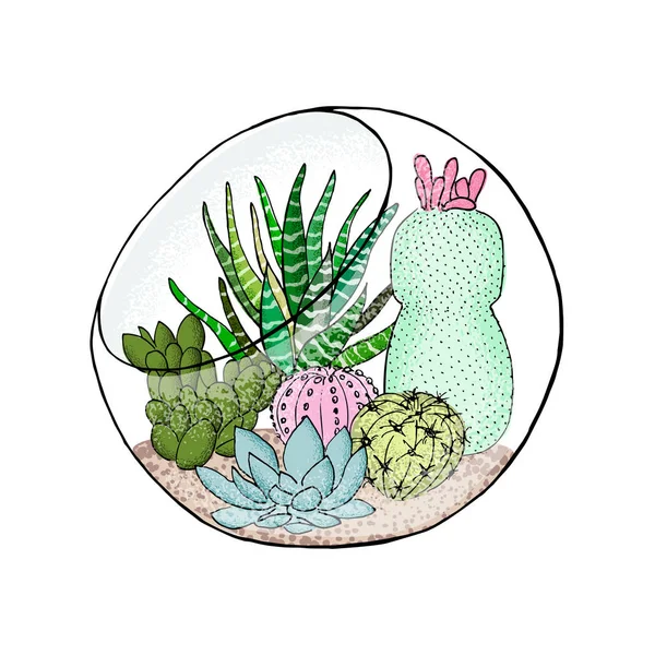 Colección de cactus suculentos en acuario. Agave, aloe, Saguaro, gastraea, haworthia, echeveria, Pachyphytum, pera espinosa — Vector de stock