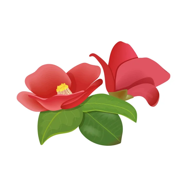 Röd blommande Camelia blommor på vit bakgrund. vektorillustration — Stock vektor