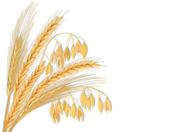 Buğday, arpa, yulaf ve çavdar ayarlayın. Kulaklar, demet ve metin sigorta primi gıdalar, doğal ürün ile dört hububat spikelets. 3D simge vektör. Yuvarlak etiket. Tasarım, yemek, ekmek, Etiketler, etiket Tekstil için
