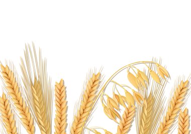 Buğday, arpa, yulaf ve çavdar Beyaz ahşap zemin üzerinde. Kulaklar, demet ve metin organik tahıl, doğal ürün ile hububat spikelets. 3D simge vektör. Tasarım, yemek, ekmek, Etiketler, etiket Tekstil için