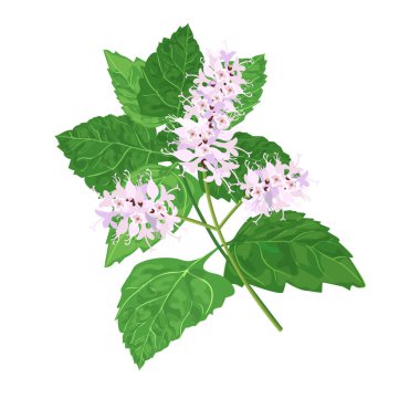 Silhat Pogostemon cablini da bilinir. Beyaz arka plan üzerinde vektör çizim. Yemek, bitkisel ilaç, sağlık, merhem, parfümeri, kozmetik sağlık etiketleri için