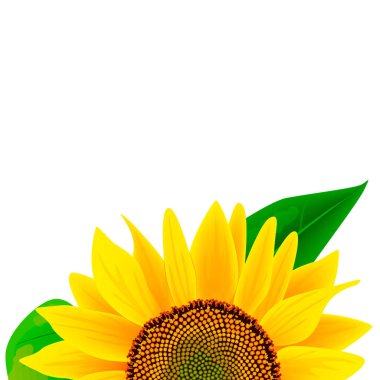 Doğal ayçiçek yağı etiket ya da poster vektör çizim reklam. Ayçiçeği yağı ürün için ayçiçeği yağdan eko ile banner