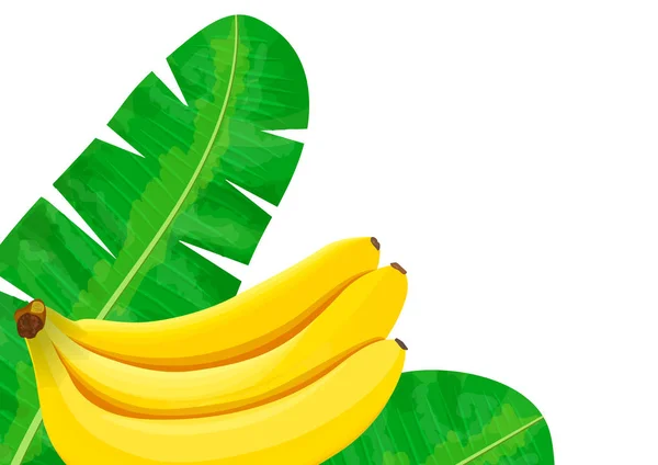 Bananas Maduras Folhas Palma Lugar Para Texto Modelo Rótulo Ilustração — Vetor de Stock