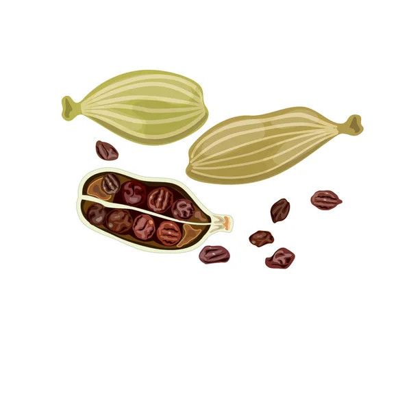 Illustrazione Vettoriale Del Cardamomo Condimento Culinario Spezie Cucina Condimento Cibo — Vettoriale Stock