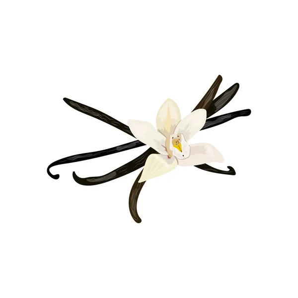 スパイス バニラの花と莢 白い背景の上の孤立したオブジェクトをベクトルします 100 メニュー ウェルネス サロン アロマテラピー 分離された香水 — ストックベクタ