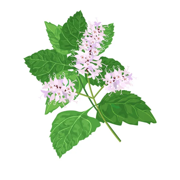 Patchouli Pogostemon Cablini Genoemd Vectorillustratie Witte Achtergrond Voor Koken Cosmetica — Stockvector