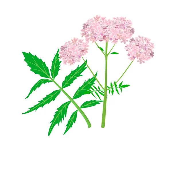 Valerian Lub Caprifoliaceae Ziół Kwiatów Ilustracja Wektorowa Projekt Dla Herbaty — Wektor stockowy