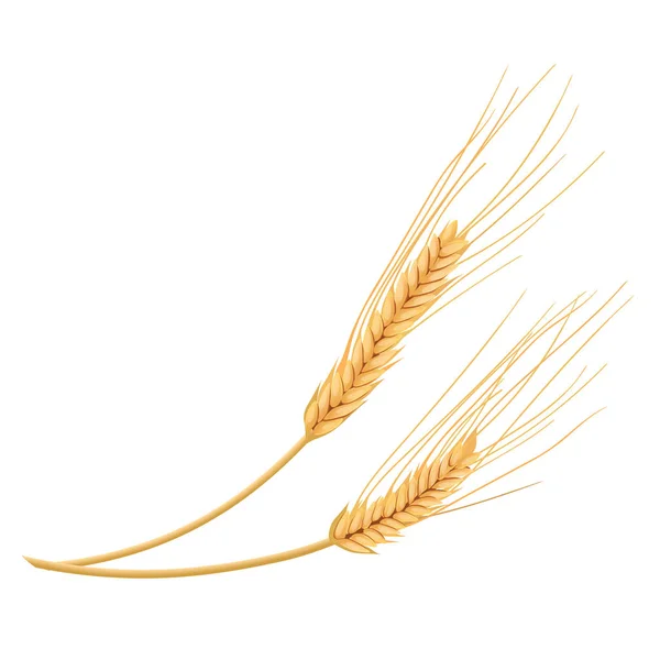 Вуха Пшениці Ізольовані Білому Тлі Золотий Шип Вид Збоку Близько — стоковий вектор